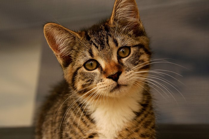 Close-up of a tabby kitten's face