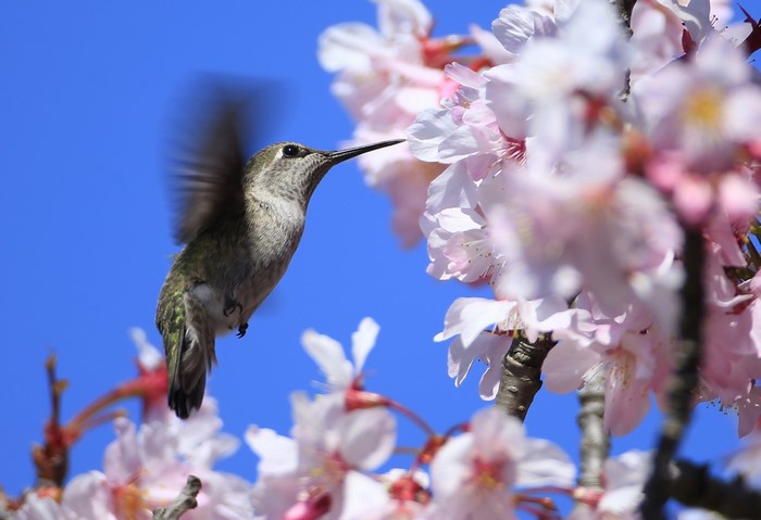 Hummingbird feeding on cherry blossoms