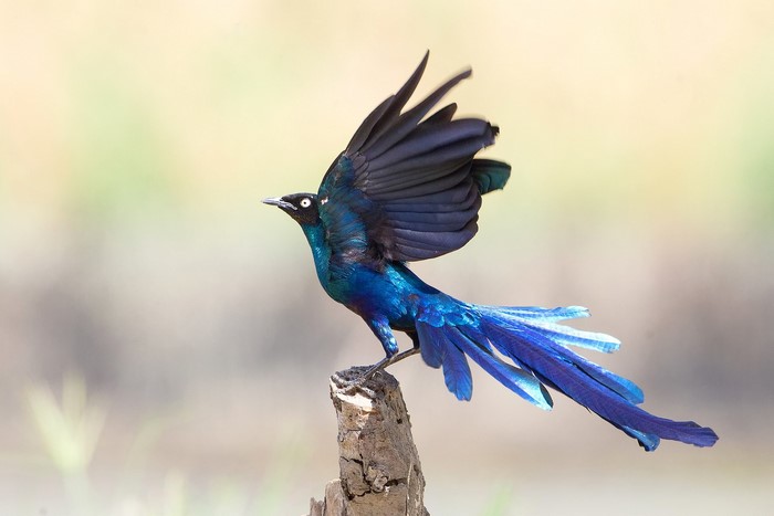 A blue starling bird with long tail feathers