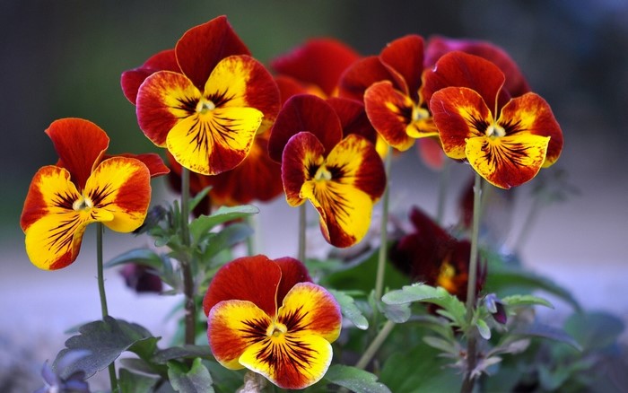Close-up of red and yellow pansies