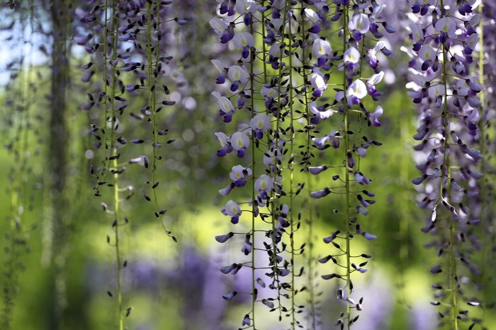 Purple Wisteria Flowers Hanging