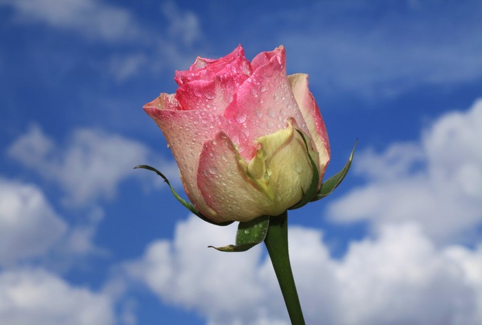 Pink and yellow rose with water drops against blue sky
