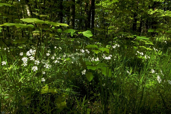 White flowers in a sunlit forest