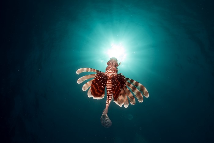 Lionfish swimming towards sun rays underwater
