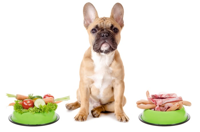French Bulldog with Bowls of Vegetables and Meat