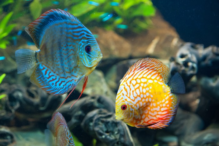 Two Discus Fish in Aquarium