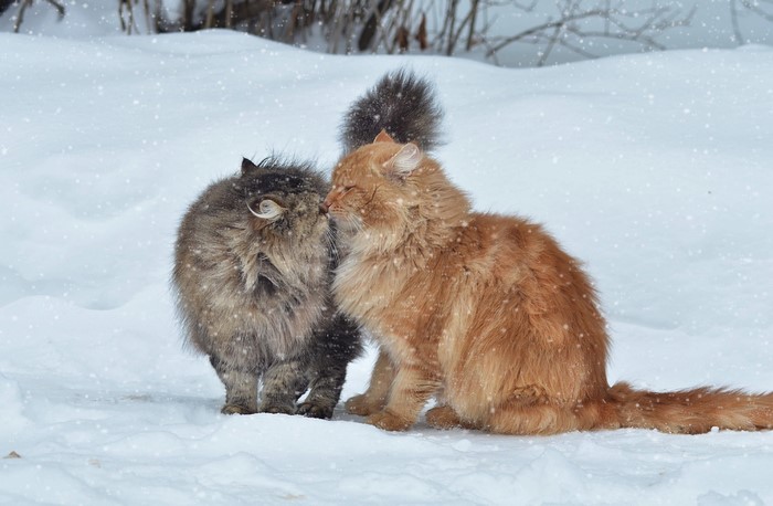 Two fluffy cats in the snow
