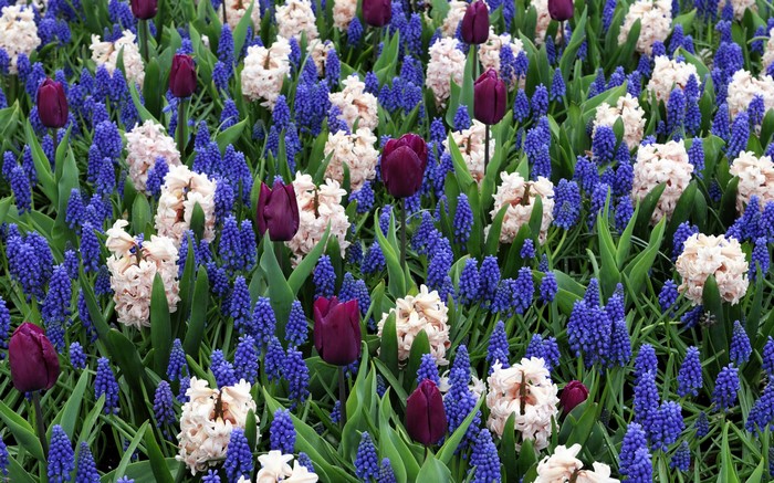 A bed of purple tulips, white hyacinths, and blue grape hyacinths
