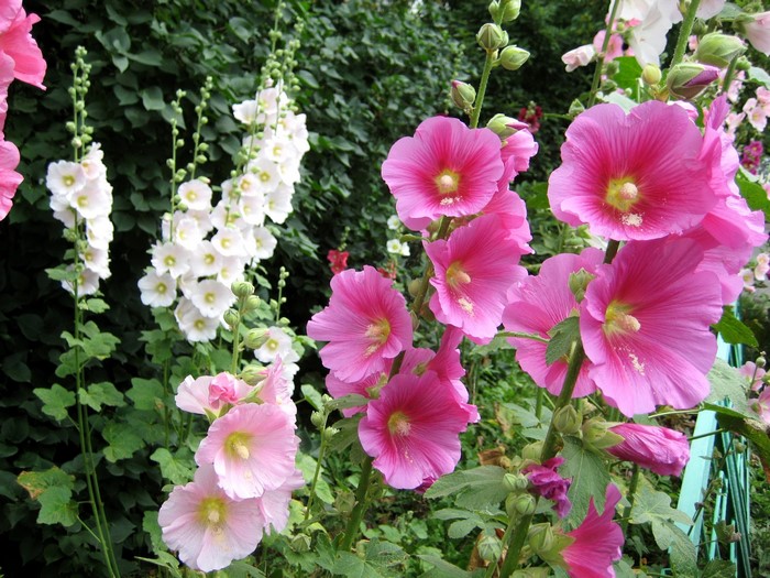 Pink and white hollyhocks in a garden