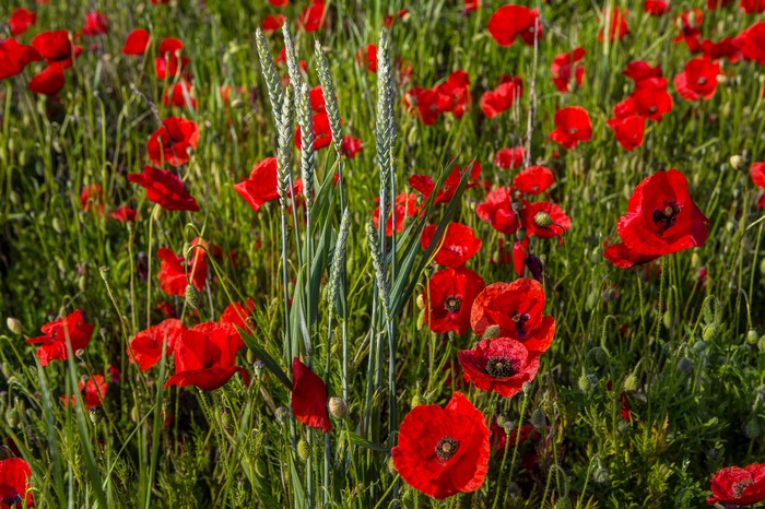 Field of Red Poppies and Wheat Ears
