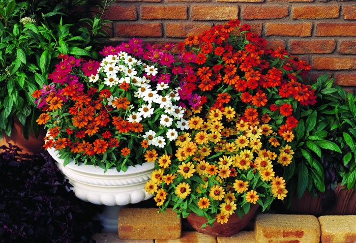 Colorful Zinnias in Pots Against Brick Wall