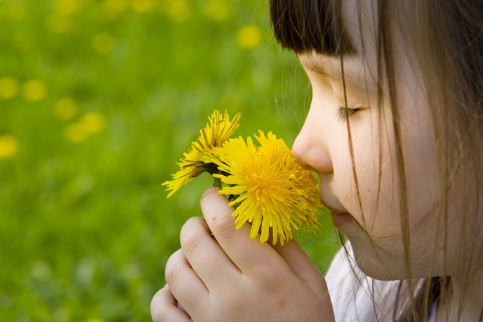 Little girl smelling dandelions