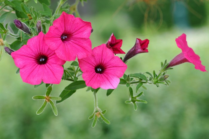 Pink Petunias with Green Foliage