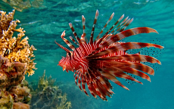 4K Red Pterois Lionfish near Corals Underwater