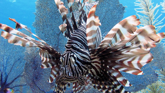 Lionfish with striped fins underwater