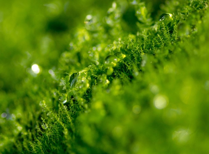 Close-up of moss with water droplets