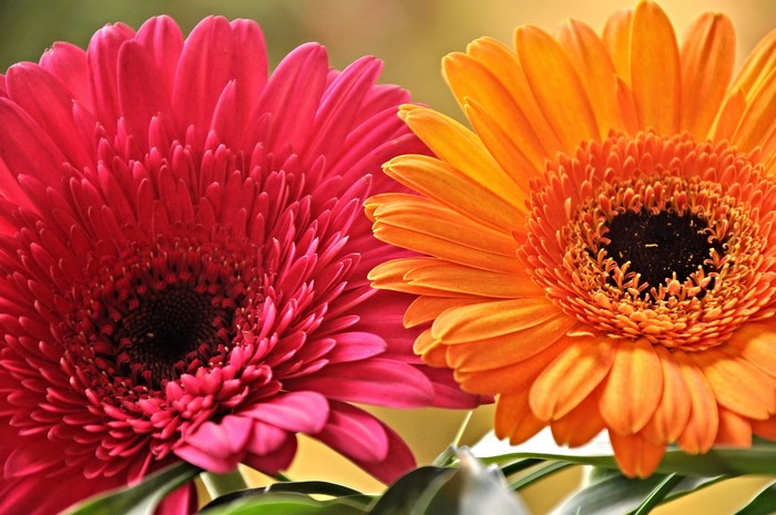 Two Gerbera daisies, one pink and one orange