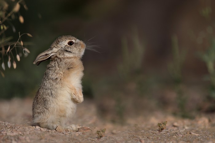 A young rabbit stands on its hind legs in a dry, outdoor environment.