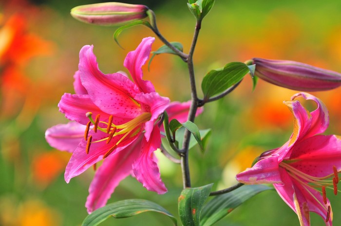 Pink lilies with buds in a garden