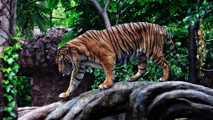 Tiger walking on a log in a forest