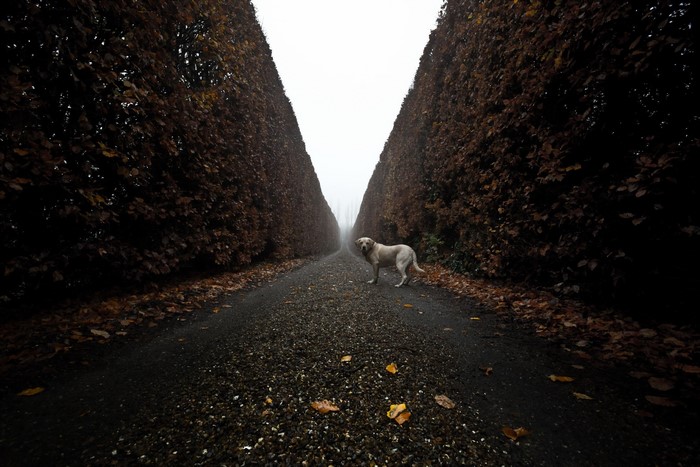 A dog stands on a gravel road between tall hedges