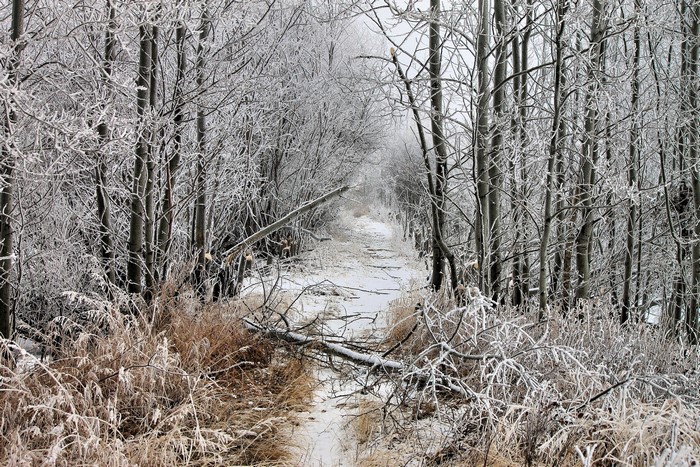 Winter forest trail with ice-covered trees and fallen branches