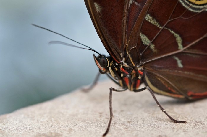 Close-up of a brown butterfly