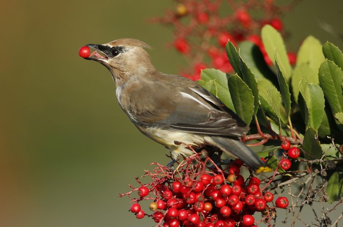 Cedar Waxwing bird eating a red berry
