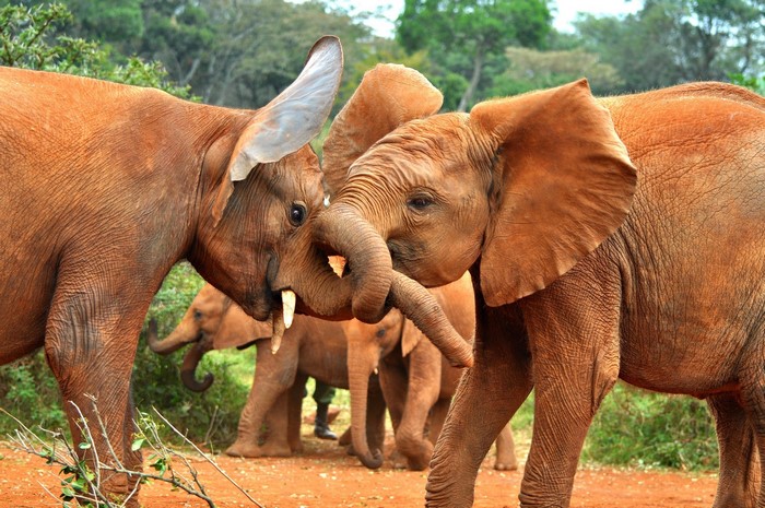 Two young elephants interacting in a savanna