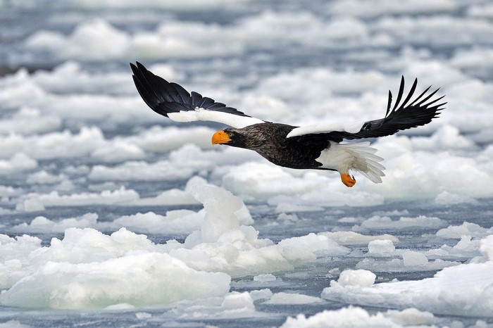 Steller's Sea Eagle flying over ice floes