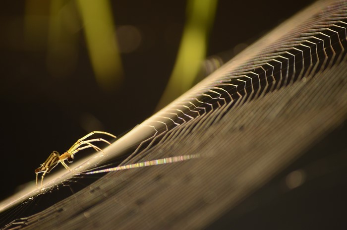 Spider on a web