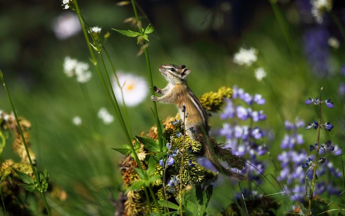 Chipmunk climbing a plant in a field of flowers