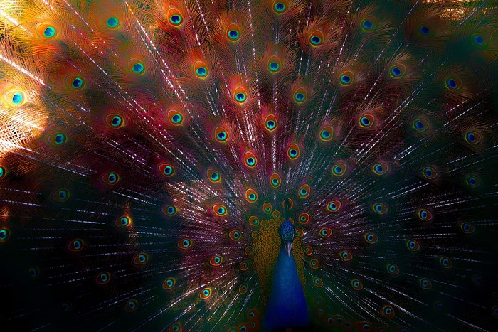 Peacock displaying its colorful fanned tail feathers