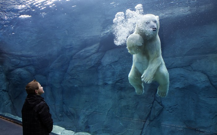 Boy watches a polar bear swim underwater
