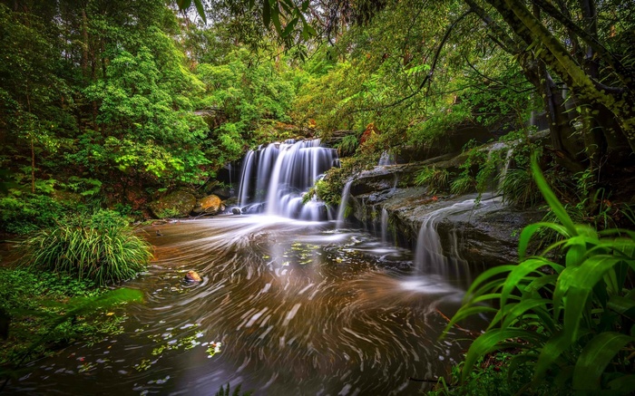 Waterfall in a lush green forest