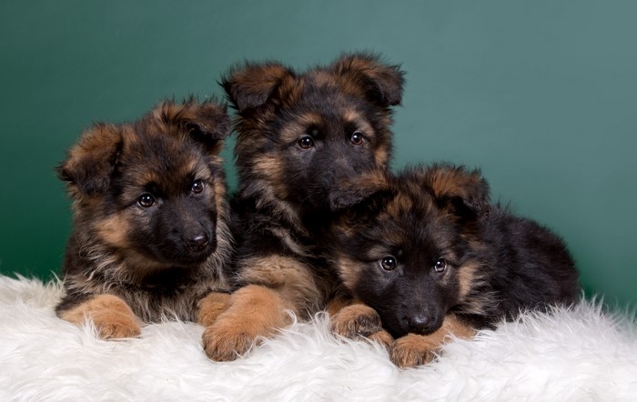 Three German Shepherd Puppies on White Fur