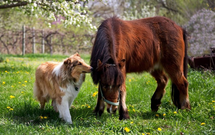 Collie dog and brown horse in a grassy field