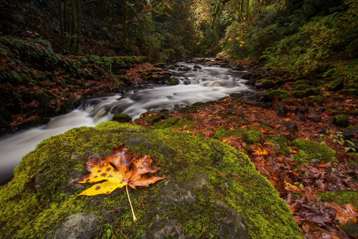 Autumn forest stream with mossy rocks and fallen leaf
