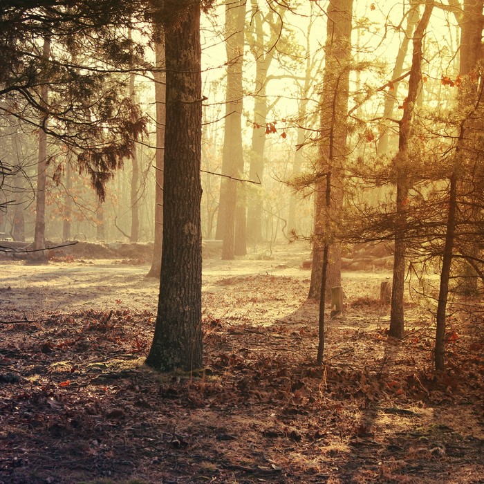 Forest floor with trees and sunlight