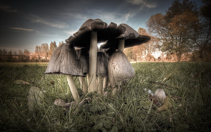 Group of mushrooms in grass with trees and buildings in background
