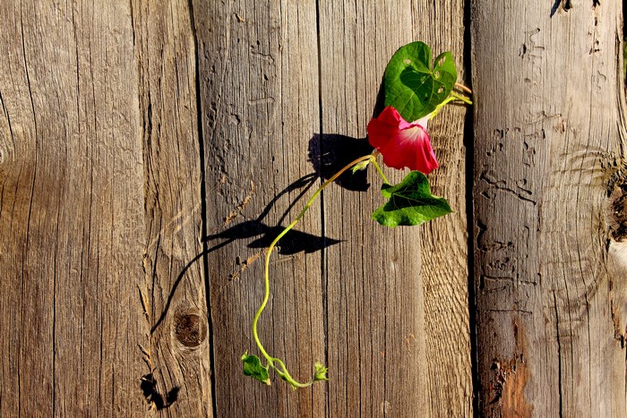 Bindweed flower on a wooden fence