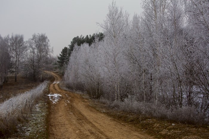 Dirt road winding through a frosted forest in winter