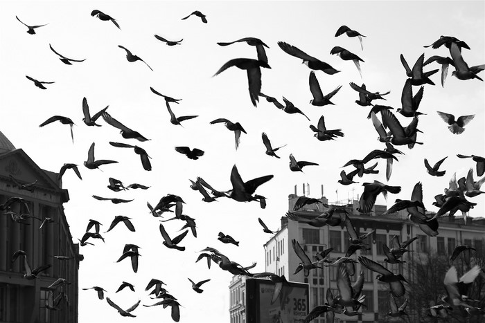 A flock of pigeons in flight over buildings