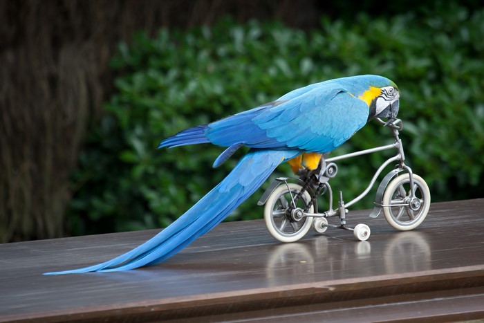 Blue and yellow macaw on a miniature bicycle