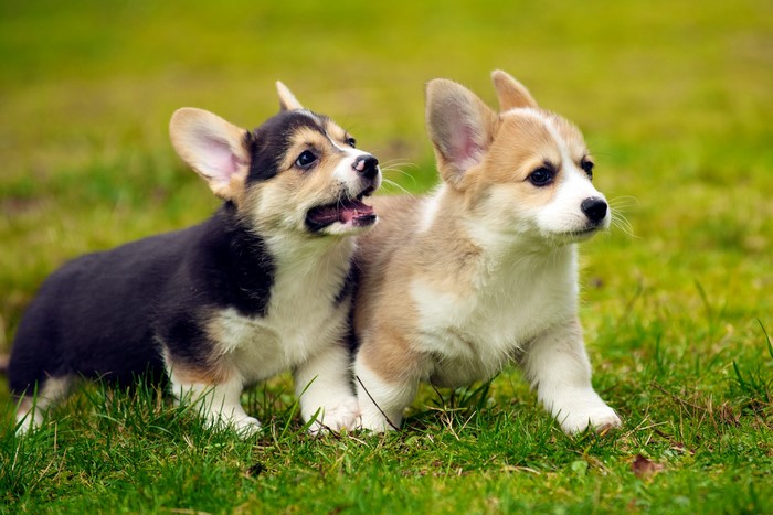 Two Welsh Corgi puppies on grass
