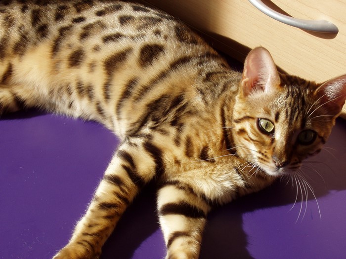 Bengal cat lying on a purple surface