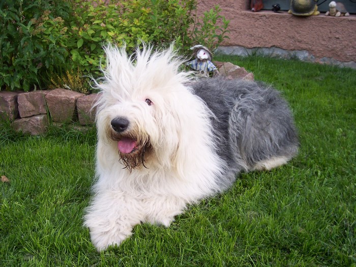 Old English Sheepdog lying on grass