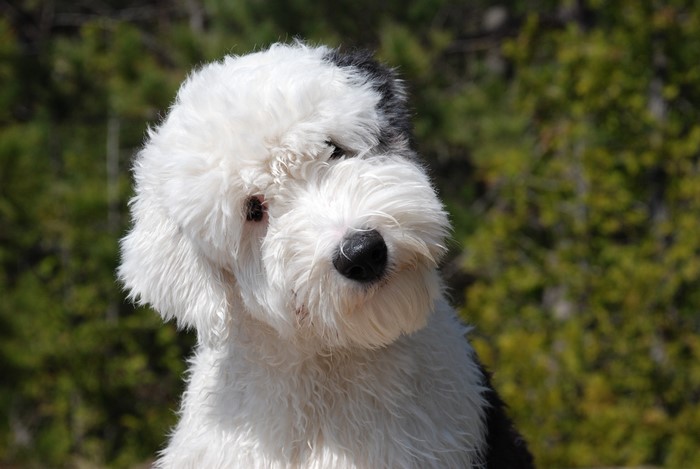 Old English Sheepdog puppy looking to the side