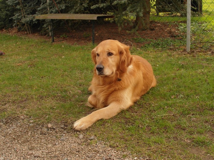 Golden Retriever dog lying on grass