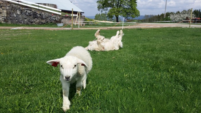 Sheep and dog on a grassy field